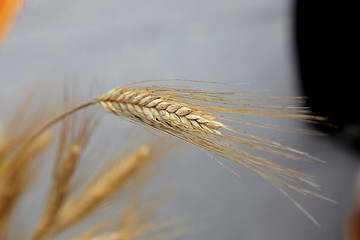 Image showing Wheat