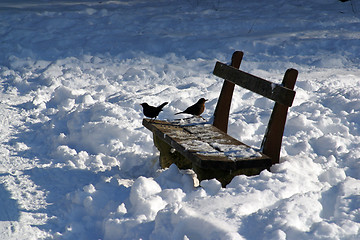Image showing Small birds perched on a bench in a snow park
