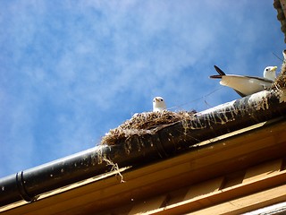 Image showing Seagulls nest on roof