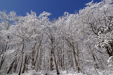 Image showing Winter landscape trees under snow