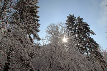 Image showing Winter landscape trees under snow