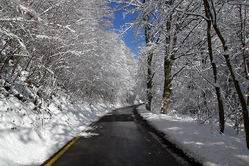 Image showing Winter landscape trees under snow