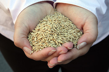 Image showing Wheat in woman's hand