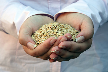 Image showing Wheat in woman's hand