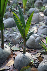Image showing Coconut seeding in the farmland