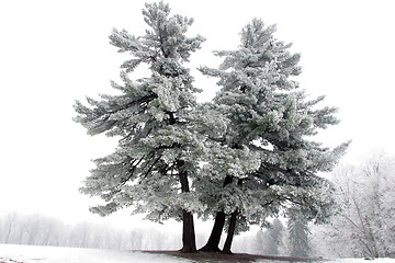 Image showing Snowy tree, alone in the snowy field