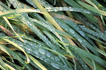 Image showing morning dew