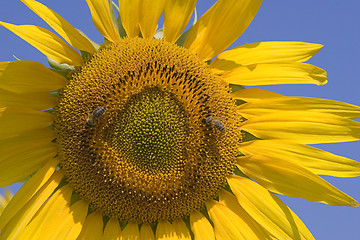 Image showing Sunflower