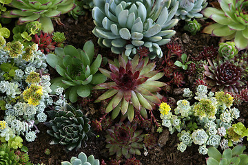 Image showing Sempervivum tectorum in closeup, housekeep