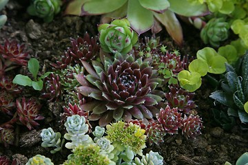 Image showing Sempervivum tectorum in closeup, housekeep