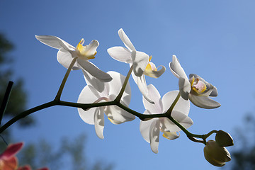 Image showing Beautiful white orchid flowers cluster