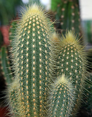 Image showing Cactus