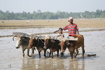 Image showing Farmers plowing agricultural field in traditional way where a plow is attached to bulls in Gosaba, West Bengal, India.