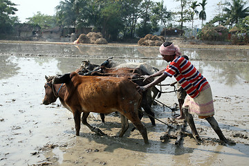 Image showing Farmers plowing agricultural field in traditional way where a plow is attached to bulls in Gosaba, West Bengal, India.