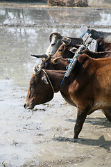 Image showing Farmers plowing agricultural field in traditional way where a plow is attached to bulls in Gosaba, West Bengal, India.