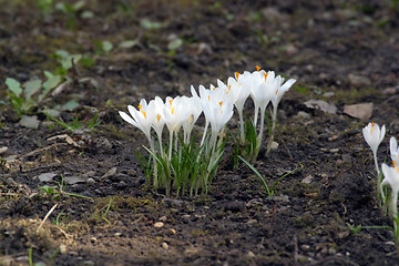 Image showing Crocus