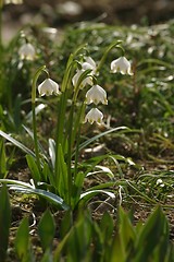 Image showing Spring flowers in the field