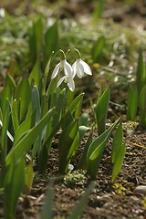 Image showing Spring flowers in the field