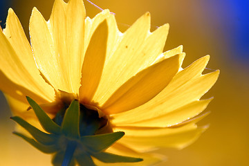 Image showing Yellow flower