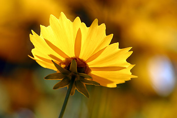 Image showing Yellow flower