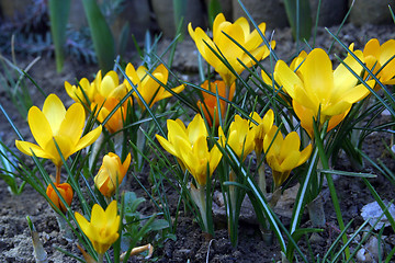 Image showing Crocus