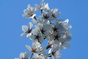 Image showing Close up of fruit flowers in the earliest springtime