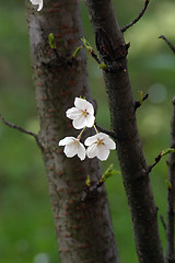 Image showing Close up of fruit flowers in the earliest springtime