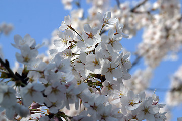 Image showing Close up of fruit flowers in the earliest springtime