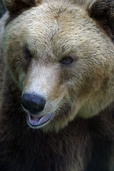 Image showing Bear