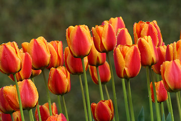 Image showing Tulips in full bloom