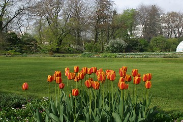 Image showing Tulips in full bloom