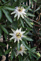 Image showing Passion Flower