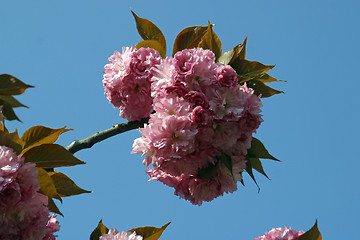 Image showing Japanese cherry blossoms