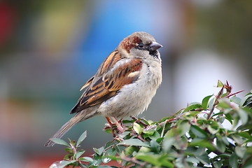 Image showing beautiful male sparrow