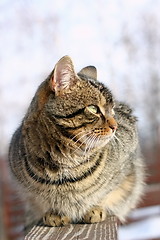 Image showing big cat on wooden fence