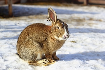Image showing big rabbit on snow