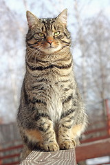 Image showing cat on a fence