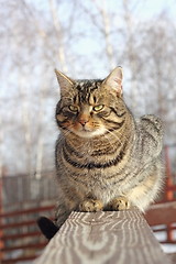 Image showing cat on a wooden fence