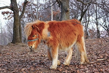 Image showing colorful donkey