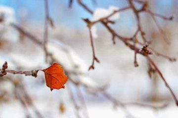 Image showing faded leaf in winter