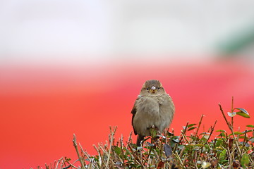 Image showing female sparrow on a bush