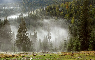 Image showing fog in the woods