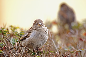 Image showing passer domesticus