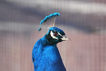 Image showing peacock portrait