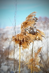 Image showing reed in winter