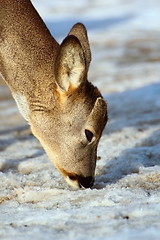 Image showing roe deer searching for food