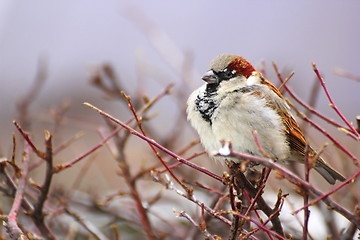 Image showing sparrow in a cold winter day