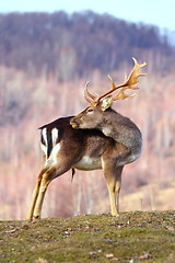 Image showing trophy fallow deer buck