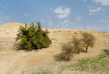 Image showing Several trees on the sandy hill in the desert in spring