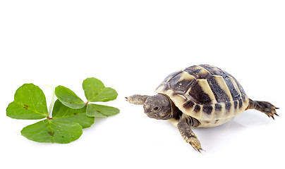 Image showing young Tortoise and trefoil